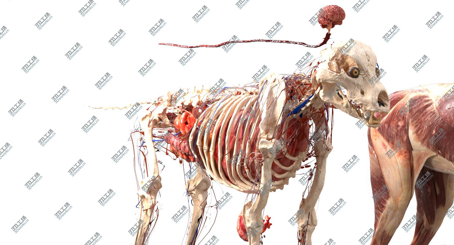 images/goods_img/20210113/3D Shepherd Dog Anatomy/4.jpg